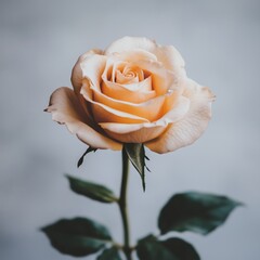 fresh rose on white background