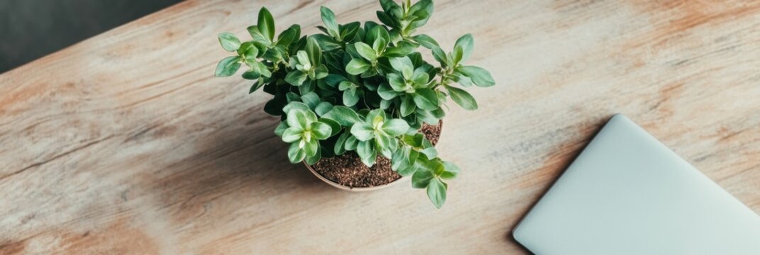 National Bean Counter Day Minimalist Home Office Zen - Digital Workspace Wellness with Green Design and Sustainable Productivity Styling - Powered by Adobe