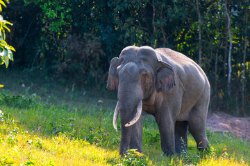Obraz premium Elephants are large mammals and are the largest land animals. Wild elephants eat plants. They are big, have a small head, big legs, and have a trunk that reaches to the ground. That trunk is the nose.