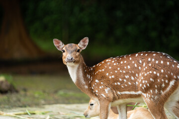 Close-Up of Young Deer Resting on Ground