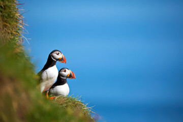 Atlantic Puffins Perched on a Cliffside, Ocean View