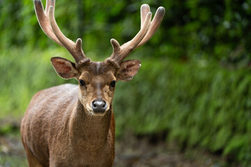 Male Deer with Antlers Staring into Camera