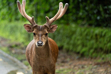 Male Deer with Antlers Staring into Camera