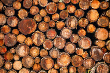 Background of stack wood log. Wood log ready for winter. Wooden stump background. Firewood timber...