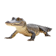 Naklejka premium Crocodile on white background, showcasing its detailed scales and features