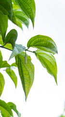 Isolated white background featuring a vine of Piper betle leaves