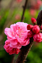 Pink peach blossoms