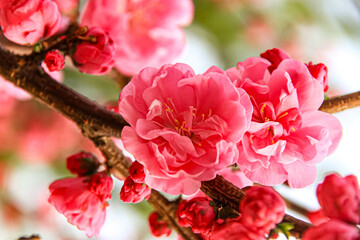 Pink peach blossoms