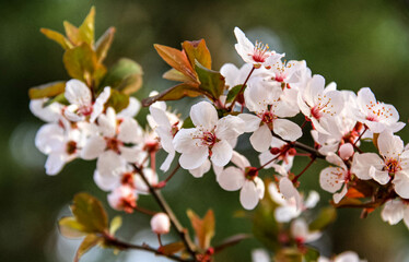 pink cherry blossom