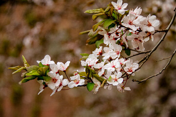 pink cherry blossom