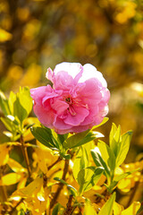 pink and yellow flowers