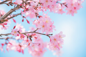 日本の春　桜