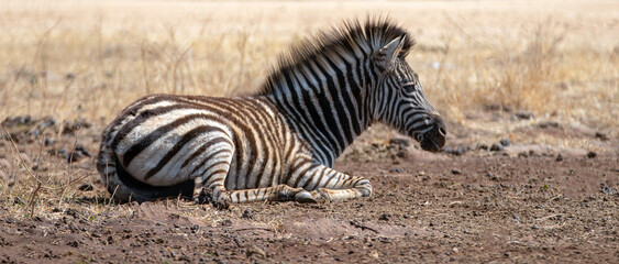 Young wild zebra colt in Africa RSA
