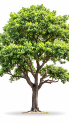 Lush, green deciduous tree isolated on white . AI generative