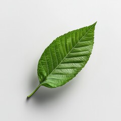 Obraz premium A single green leaf lies flat on a neutral background, showcasing its detailed texture and vibrant color.