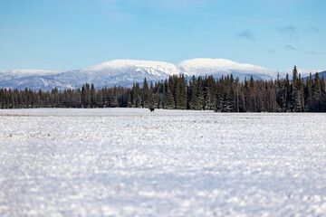 Moose in snowy field on sunny autumn day