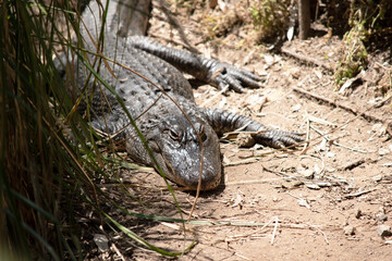 the alligator is walking in the jungle