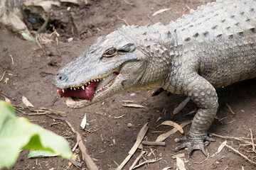 this is a close up of an alligator
