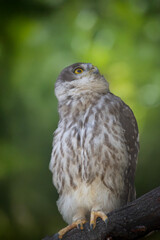 the barking owl is checking for danger from above
