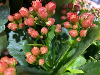 Macro shot displaying the clustered buds of a Kalanchoe blossfeldiana, showing their delicate peach color before they fully open.