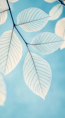 Fototapeta premium Delicate leaves appear translucent against a soft blue background, showcasing intricate vein patterns and a serene, natural aesthetic.