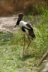 the male  black necked stork is a very tall bird