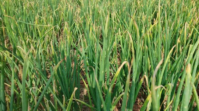 red onion plants (Allium cepa L. var. aggregatum) on agricultural land in the afternoon, horticultural agricultural area