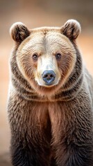 Fototapeta premium Grizzly bear portrait