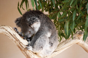 this is a side view of a koala sleeping