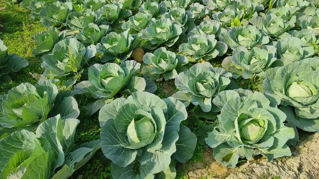 "My cabbage plants out here looking like they&rsquo;ve seen some things&mdash;wilted, weary, reaching for sunlight like it's their last hope. Send help (and compost). 🥬😩 #PlantDrama #GardenDespair"