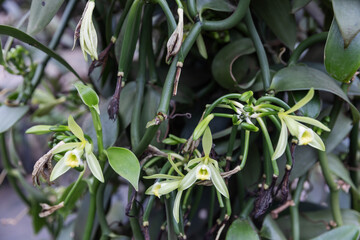 Vanilla flowers and forming pods on a thriving vine inside a cultivated farm. The greenhouse setup supports optimal growth for vanilla production in a shaded, tropical environment.