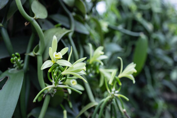 Vanilla flowers blooming on a healthy vine inside a lush green farm. The delicate yellow blossoms mark the beginning of vanilla pod development in a tropical, well-maintained environment.