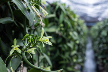 Vanilla flowers blooming on a healthy vine inside a lush green farm. The delicate yellow blossoms...