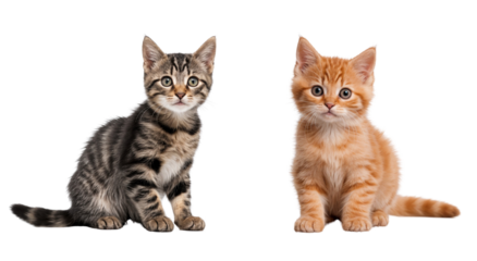 Cat and kitten sitting together, isolated on transparent background