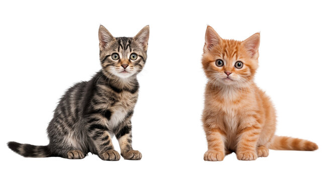 Cat and kitten sitting together, isolated on transparent background