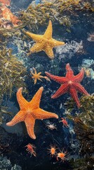Starfish, crabs, seaweed underwater scene.