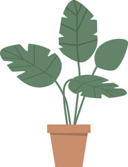 Mosntera plant in pot vector illustration