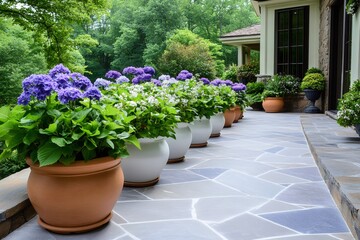 Fototapeta premium Colorful hydrangeas growing in pots decorating a terrace