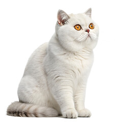 A White British Shorthair Cat Sitting Calmly with its Tail Wrapped Around