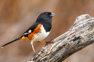 Eastern Towhee