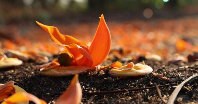 There are many fallen golden flowers, or butea monosperma some still beautiful and some starting to wither, on the ground.