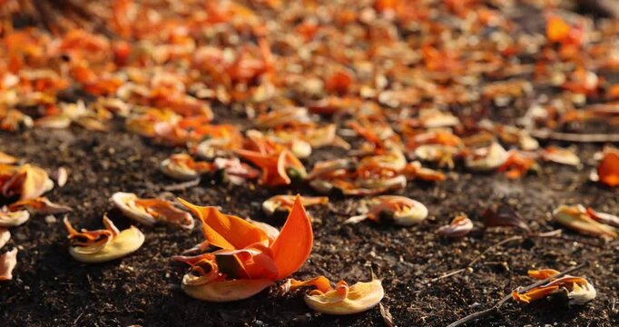 beautiful many orange flowers fallen on the ground of butea monosperma some dry flowers and some starting to wither, on the ground.