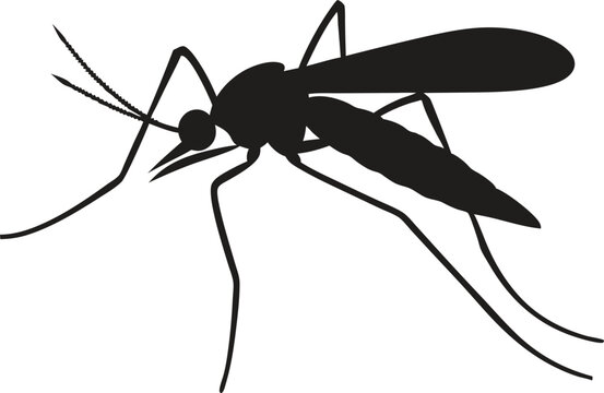 Close-up of a mosquito sucking blood isolated on a white background