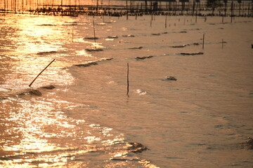 Golden sunlight shimmers across shallow, rippling water at sunset, punctuated by wooden stakes of an aquaculture farm. A serene, warm coastal scene perfect for themes of tranquility and natural beauty