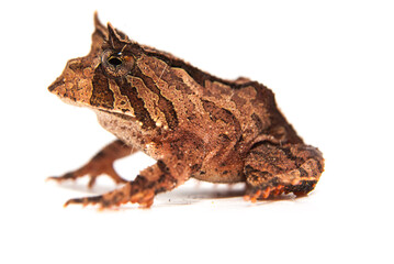 Proceratophrys boiei - Anfíbios Brasileiros - Sapos, pererecas e rãs Brasileiras