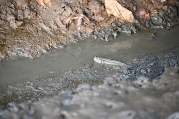 A fascinating mudskipper navigates a small channel of murky water cutting through a rugged, textured mudflat, its distinctive eyes prominent