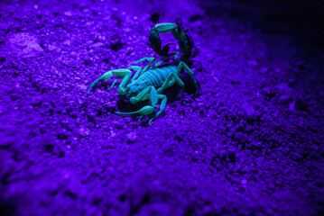 Escorpião na luz UV - luz roxa	