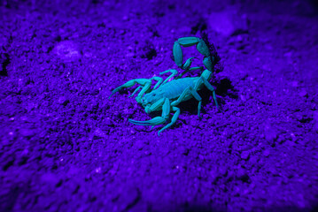 Escorpião na luz UV - luz roxa