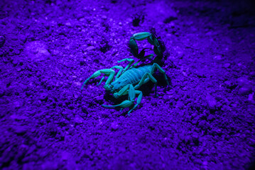 Escorpião na luz UV - luz roxa