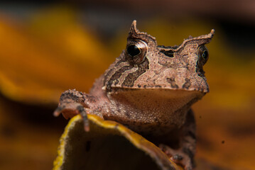 Proceratophrys boiei - sapo de chifre. Anf&iacute;bios Brasileiros - Sapos, pererecas e r&atilde;s Brasileiras